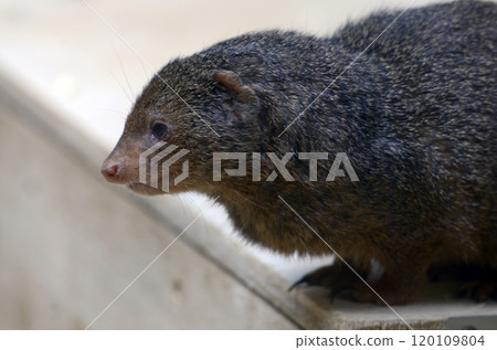 mongoose mongoose 120109804