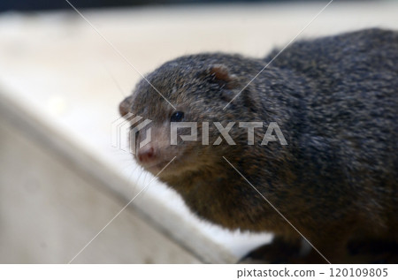 mongoose mongoose 120109805