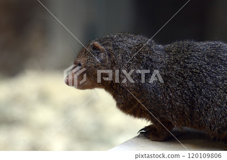 mongoose mongoose 120109806