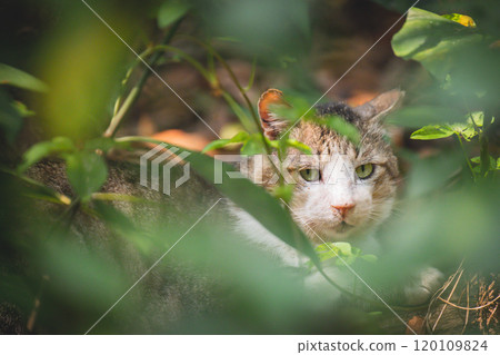 Cat Cat 120109824