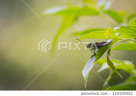 蝴蝶 120109882