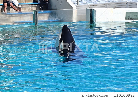 鴨川海洋世界的虎鯨 鴨川海洋世界的虎鯨 120109982