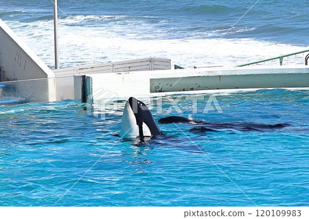 鴨川海洋世界的虎鯨 鴨川海洋世界的虎鯨 120109983