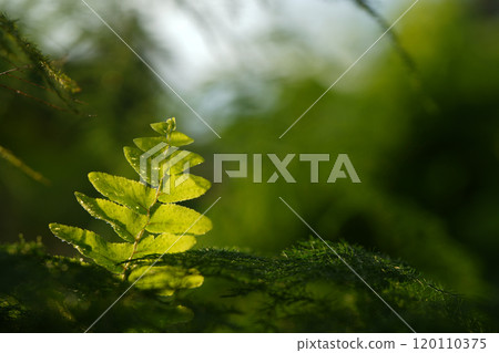 Fern leaves under evening sunlight 120110375