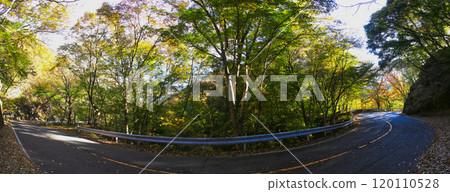 風景如畫，道路上有美麗的秋葉 120110528