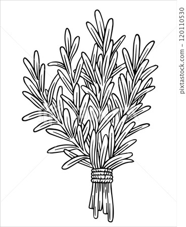 bunch of rosemary herbs. vector illustration in sketch style. 120110530
