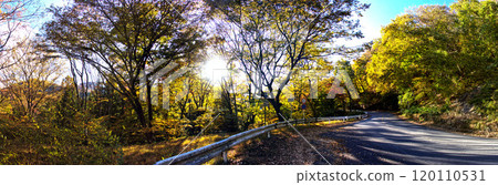 A landscape with a road and beautiful autumn leaves 120110531