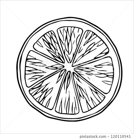 orange slice vector illustration in sketch style. 120110541