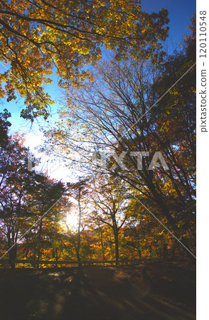A landscape with a road and beautiful autumn leaves A landscape with a road and beautiful autumn leaves 120110548