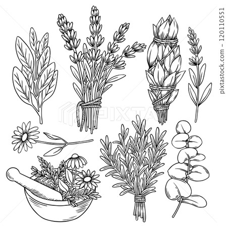set of bunches of herbs lavender, rosemary, sage, eucalyptus and chamomile. vector illustration in sketch style. 120110551