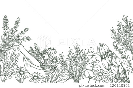 border with bunches of herbs, rosemary, lavender, sage. vector illustration in sketch style. 120110561