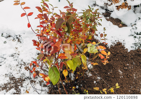 Winter digging of plants into pots in the ground Winter digging of plants into pots in the ground 120110898