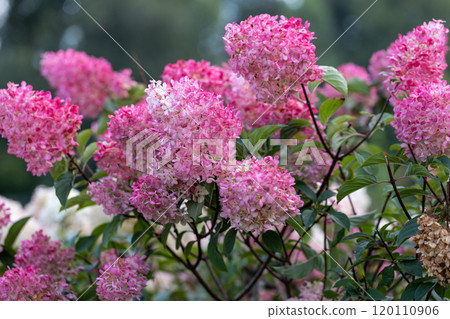 Hydrangea paniculata Vanille Fraise on a stem Hydrangea paniculata Vanille Fraise on a stem 120110906