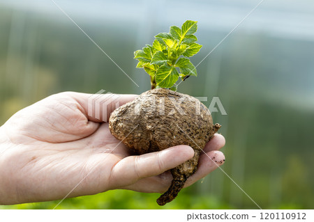 dahlia tubers with green sprouts in hand dahlia tubers with green sprouts in hand 120110912