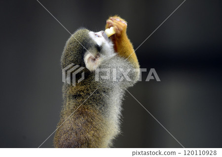 Squirrel monkey Squirrel monkey 120110928