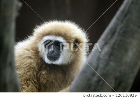 White-handed gibbon White-handed gibbon 120110929