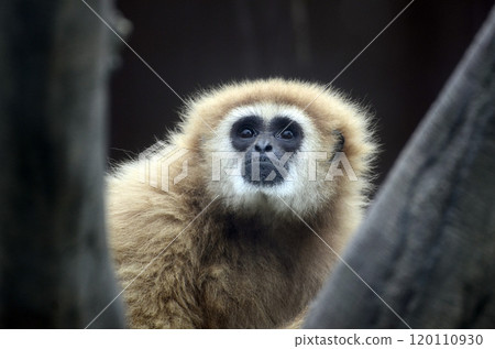 White-handed gibbon White-handed gibbon 120110930