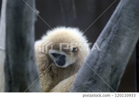 White-handed gibbon White-handed gibbon 120110933