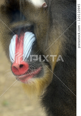 Mandrill 120110945