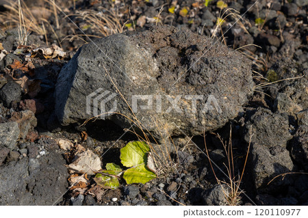 Detail of lava stone and bright green leaves, Iceland 120110977