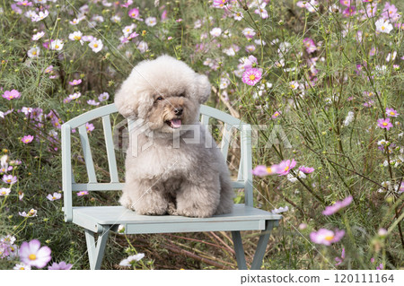 Cosmos and Sweet Potato, a toy poodle, sitting on a bench and smiling 120111164