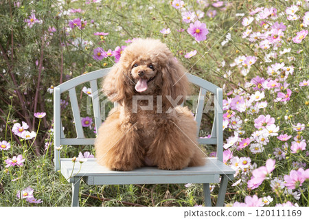 蒂羅爾，一隻玩具貴賓犬，和宇宙一起坐在長凳上微笑 120111169