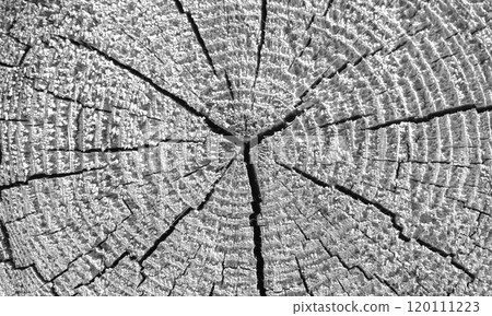 An old wooden log section with radial cracks, background texture An old wooden log section with radial cracks, background texture 120111223