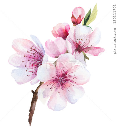 Sakura wedding watercolor twig with pink cherry flowers and leaves isolated illustration Sakura wedding watercolor twig with pink cherry flowers and leaves isolated illustration 120111701