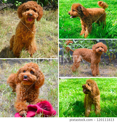 Miniature red poodle on the green lawn. Collage. 120111813