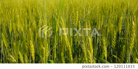 Wheat field and wheat ears close up. Wide photo. Wheat field and wheat ears close up. Wide photo. 120111833