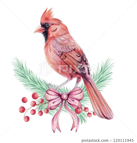 Watercolor Christmas bird red cardinal, with brunch, red berries and bow, isolated. Symbol of Christmas. Winter holiday decoration in retro, vintage style. Hand drawn illustration Watercolor Christmas bird red cardinal, with brunch, red berries and bow, isolated. Symbol of Christmas. Winter holiday decoration in retro, vintage style. Hand drawn illustration 120111945