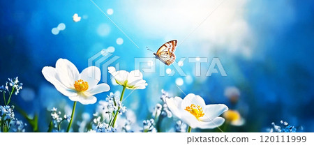 Spring background. White anemone flower bloom, grass, butterfly close-up against sunlight panorama. Spring floral greeting card template 120111999