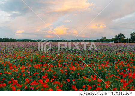 large poppy field in bloom at sunset 120112107