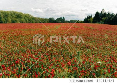 Field of red heads of blooming clover 120112121