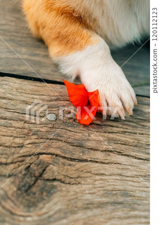 Corgi dog paw holding red poppy flower 120112123