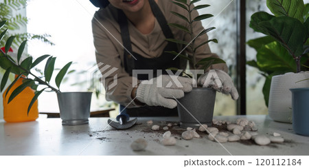 Woman Engaged in Indoor Gardening with Potted Plants and Gardening Tools in a Modern Home Setting Woman Engaged in Indoor Gardening with Potted Plants and Gardening Tools in a Modern Home Setting 120112184