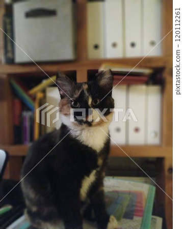 Curious Calico Cat Sitting in Cozy Home Interior Curious Calico Cat Sitting in Cozy Home Interior 120112261