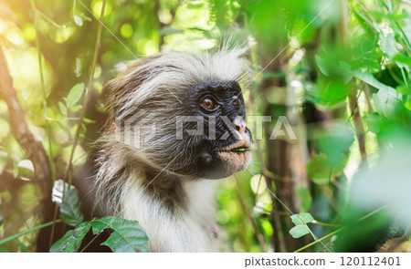 funny african monkey eating green plant 120112401
