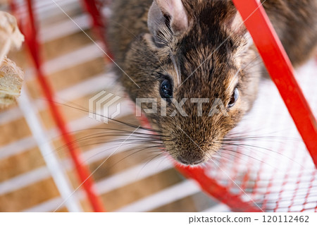 Degu in wheel Degu in wheel 120112462