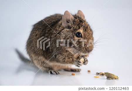 Squirrel degu eating Squirrel degu eating 120112463