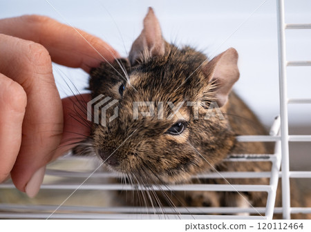 Little domestic squirrel degu Little domestic squirrel degu 120112464