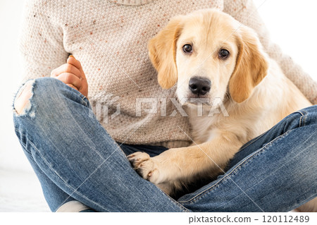 Cute dog in hands Cute dog in hands 120112489