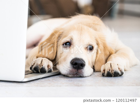 Cute dog near laptop 120112497