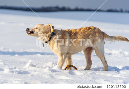 Dog shaking off snow 120112500
