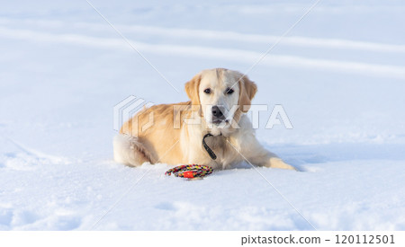Lovely dog lying on snow 120112501