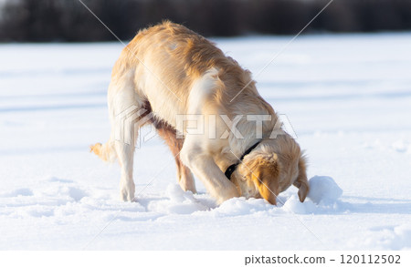 Dog digging under snow 120112502