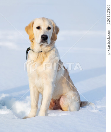 Cute muzzle of dog 120112503