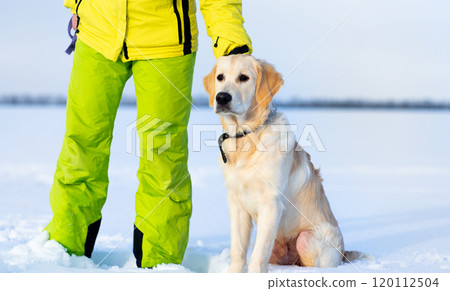 Female legs and dogs paws 120112504
