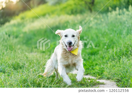 Golden retriever dog running on grass 120112556