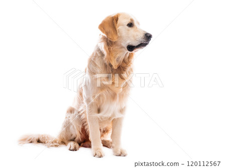 Golden retriever dog looking sideways 120112567